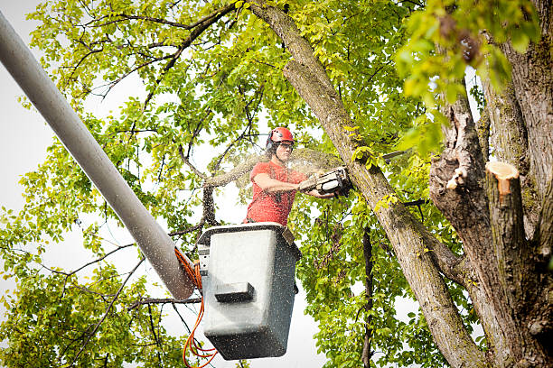 Why Choose Our Tree Removal Services in Gainesville, GA?